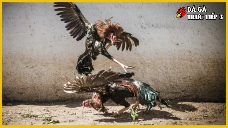 đá gà trực tiếp c3