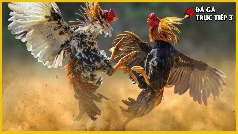 trực tiếp đá gà c3