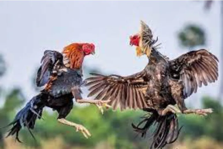 đá gà trực tiếp thomo hôm nay