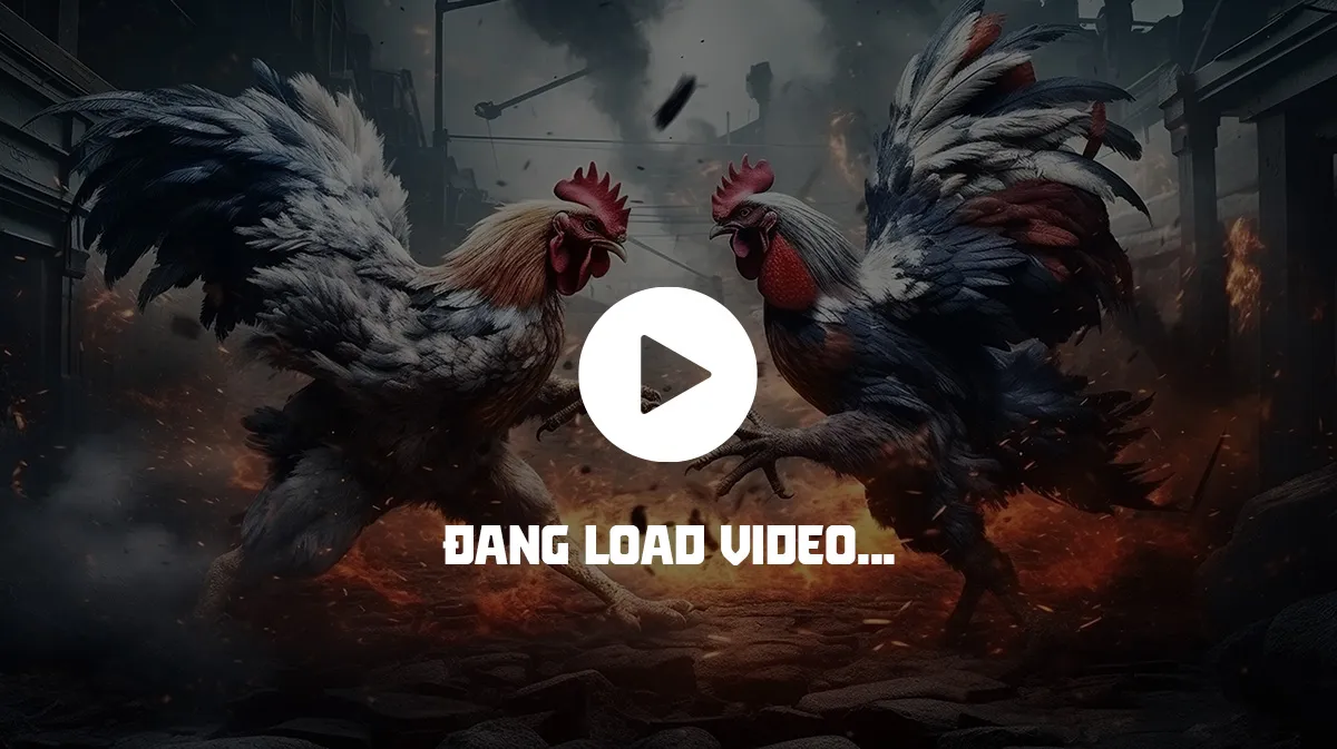 xem đá gà trực tiếp