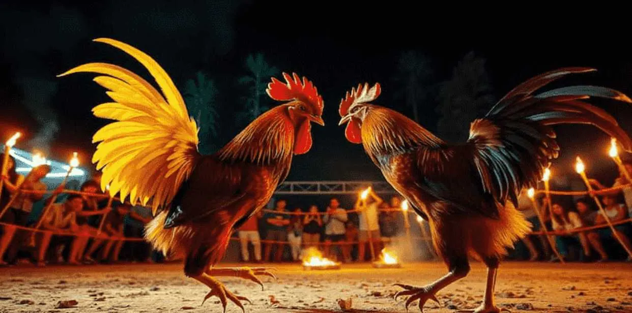 kim99 đá gà trực tiếp hôm nay