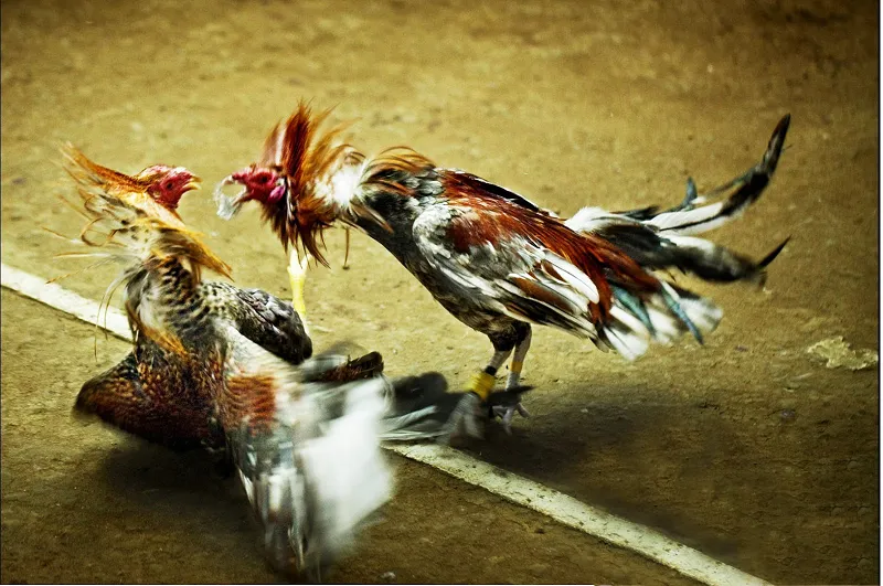 đá gà thomo trực tiếp